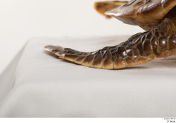 Leg Turtles Animal photo references